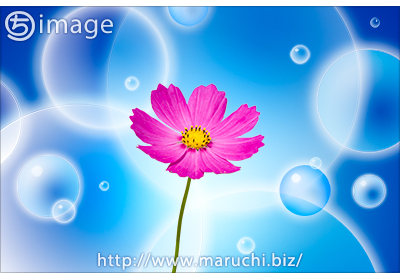 まるちimage コスモス背景合成