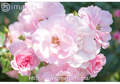 まるちimage 見附イングリッシュガーデンの花