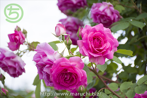 バラ越後丘陵公園2017年六月