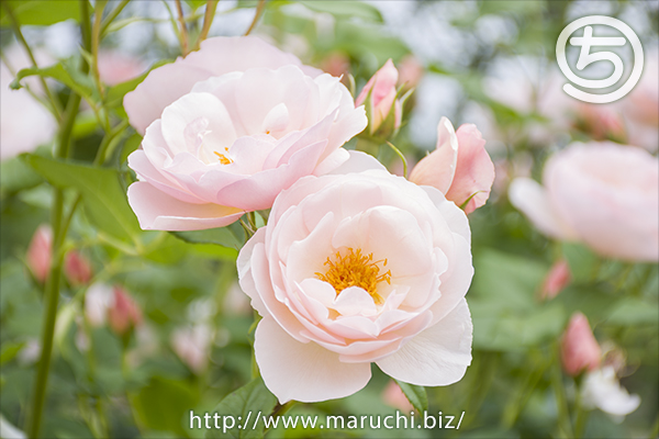 みつけイングリッシュガーデン2018年五月