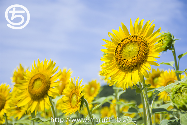 ひまわり越後丘陵公園2018年七月