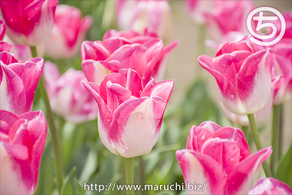 越後丘陵公園　チューリップ2019年五月
