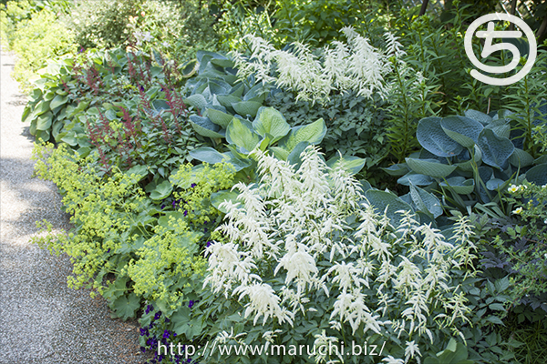 みつけイングリッシュガーデン