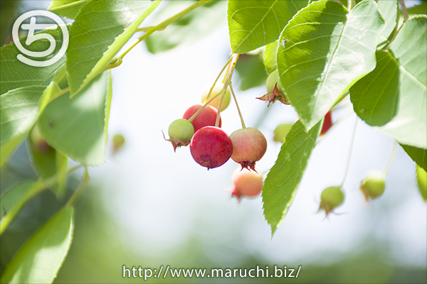 みつけイングリッシュガーデン