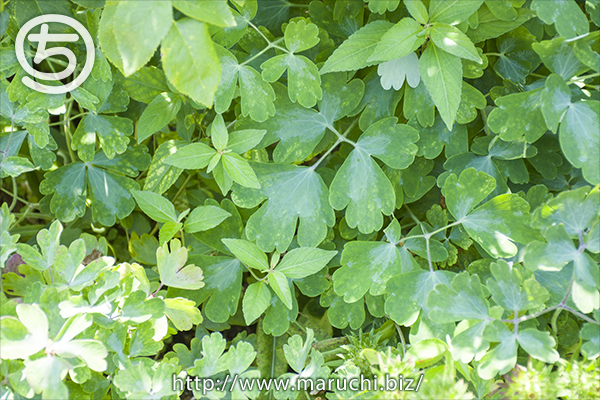 みつけイングリッシュガーデン