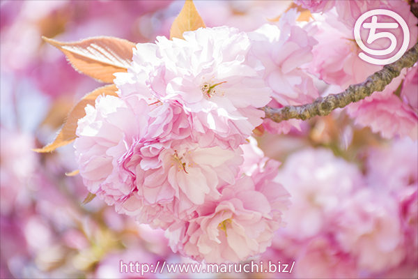 悠久山公園 蒼柴神社の参道と新緑の桜