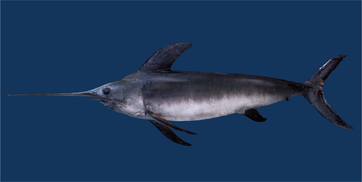 「メカジキ」の画像検索結果