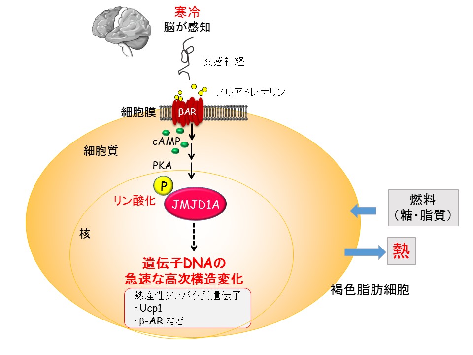 ãJMJD1Aãã®ç»åæ¤ç´¢çµæ