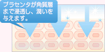 プラセンタで肌が新しく生まれ変わる