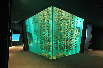 「牡蠣　宮島水族館」の画像検索結果