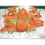 最高級ずわい姿【800g／尾】丸徳サイズ
