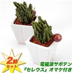 電磁波サボテン 『セレウス』オマケ付き 2鉢セット