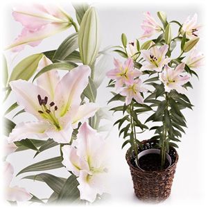 とびきり豪華な花を贈る。ユリ「ルレーブ」 