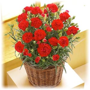 【母の日ギフト!4月28日まで限定】カーネーション マイフェアレディ