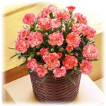 【母の日ギフト!4月28日まで限定】カーネーション カリフォルニア・メル