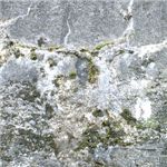 コケ取りクリーナー2本セット