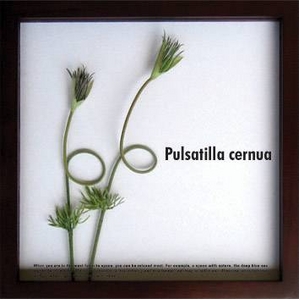 《リーフパネル》F-style Frame Pulsatilla cernua(翁草/オキナグサ)