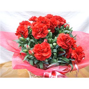 【母の日限定ギフト】カーネーション鉢 生産者厳選!ラッピング・リボン・かご入り・カード付き