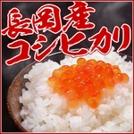 平成22年産新米!新潟県長岡産コシヒカリ10kg