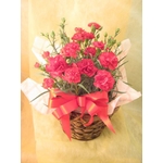 【5月5日18時で予約終了】　母の日ギフト カーネーション鉢植え 5号鉢