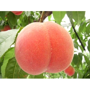 【9月17日で終了】 フルーツ王国福島の最上級極甘プレミアム桃  お口いっぱいに広がる果汁とジューシーでとろける果肉♪福島が誇る最上級極甘桃！【高糖度】 ２キロ　【６～９個】 