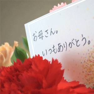 【4月30日で予約終了　母の日限定】メッセージカード付き　さくらんぼ佐藤錦24粒と生花カーネーションのセット