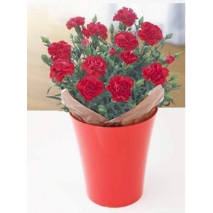 【4月30日10時で予約終了　毎年数十万件の出荷実績元から出荷】母の日メッセージカード付き　カーネーション レッド