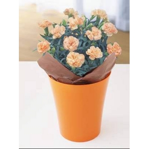 【4月30日10時で予約終了　毎年数十万件の出荷実績元から出荷】母の日メッセージカード付き　カーネーション オレンジ