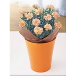 【4月30日10時で予約終了　毎年数十万件の出荷実績元から出荷】母の日メッセージカード付き　カーネーション オレンジ