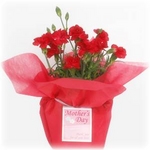 【母の日ギフト!5月5日まで!】カーネーション 赤系 ラッピング 5号鉢
