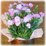 【母の日ギフト!5月5日まで!】カーネーション ドリーミン バスケット 5号鉢