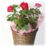【母の日ギフト!5月5日まで!】ミニバラ バスケット レッド系 5号鉢
