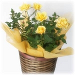 【母の日ギフト!5月5日まで!】ミニバラ バスケット イエロー系 5号鉢