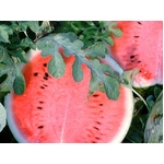 波田町はスイカの産地では全国的に有名です。農林大臣賞受賞のスイカ。