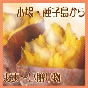 【種子島産】安納いも5kg（25個前後）