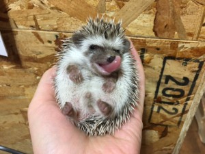 最高動物 ふれあい 東京 最高の動物画像