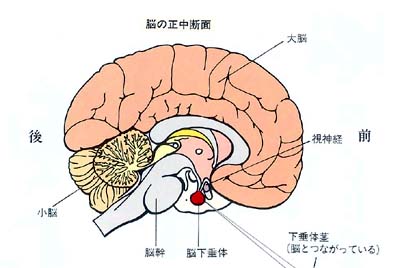 「下垂体」の画像検索結果