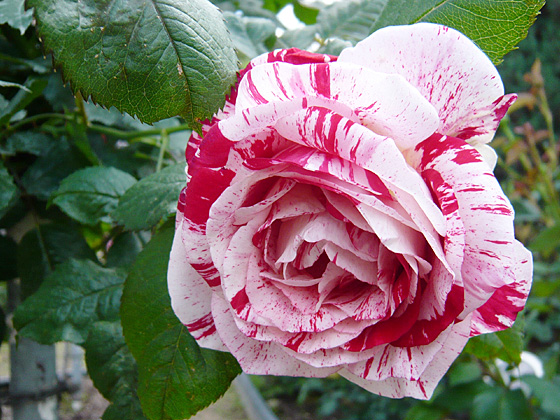 ãã»ã³ãã¡ã³ã¿ã« èèãã®ç»åæ¤ç´¢çµæ