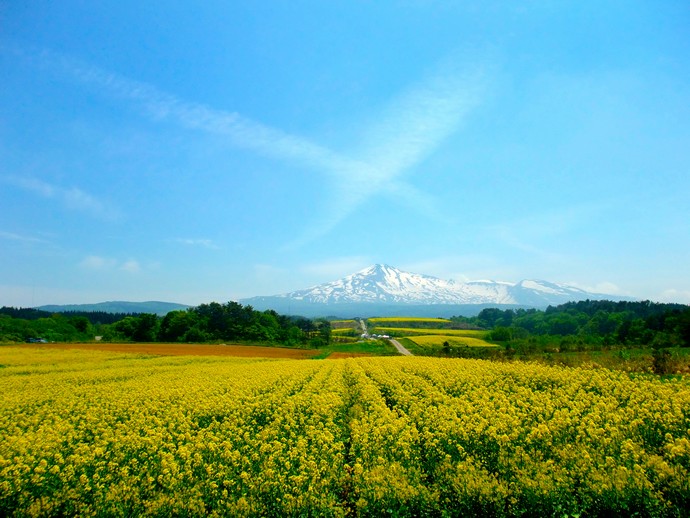 R13003 鳥海山菜の花まつり遠景