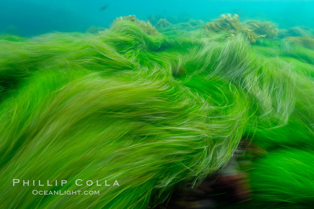 この時間の露出でぼやけて見える岩礁のサーフグラスは、上を通過する強力な海の波によって前後に打ち込まれます。サンクレメンテ島。カリフォルニア州、アメリカ合衆国、フィロスパディックス、自然史ストック写真、写真付き身分証明書10256
