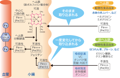 ヘム鉄と非ヘム鉄の吸収（図）