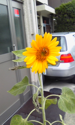 ひまわり咲いた！