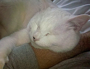 Diagnostic Update: Treatment Recommendations for Feline ...