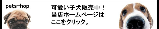 ブリーダー子犬販売