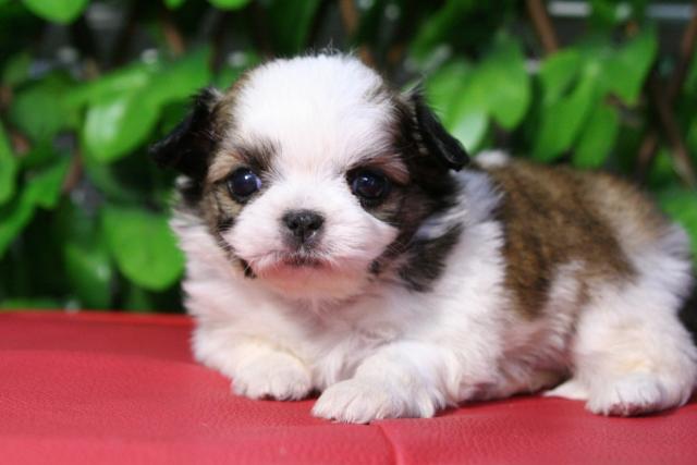 チワワ シーズーでチーズー ペットショップモリ