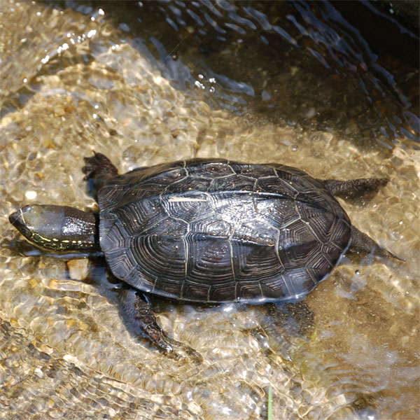 ãã¯ãµã¬ã¡ãã®ç»åæ¤ç´¢çµæ