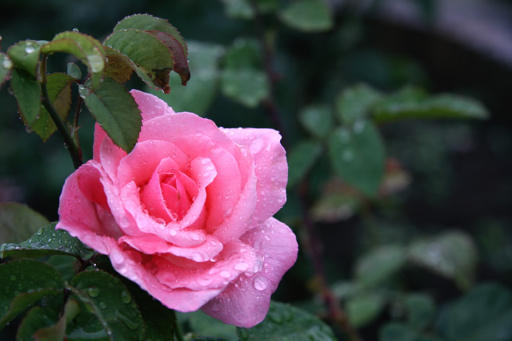 クイーン・エリザベス。薔薇図鑑・バラのフリー写真素材、無料画像037