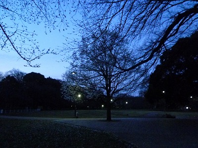 朝５時の砧公園の桜