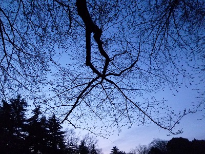 幻想的な朝です・・・