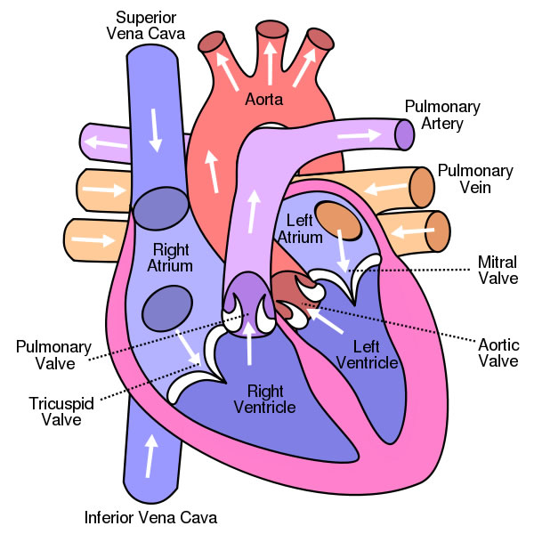 Enrichment: Activities - The Human Heart:.